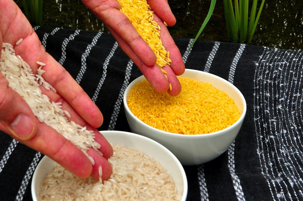 Golden Rice المعدل جينيا فى دول شرق آسيا 