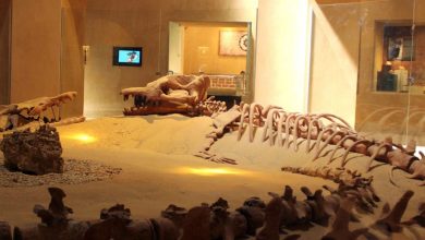 صورة احتفالا باليوم العالمى للتراث ..  إشادة عالمية  بوادى الحيتان