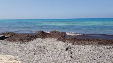صورة وزيرة البيئة تنفى  وجود تلوث بشواطئ الساحل الشمالى..رئة البحر طبيعية