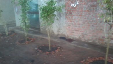 صورة البيئة : حملة استكمال جهود أعمال تطوير قرية “صفط تراب” بالغربية
