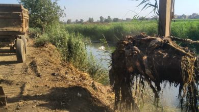 صورة البيئة توضح مصير الحمير النافقة بمصرف بالمنوفية