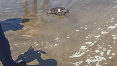 صورة البيئة تنجح في إنقاذ سلاحف بحرية مهددة بالانقراض وإعادتها لبيئتها الطبيعية