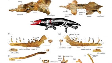 صورة اكتشاف حوت برمائي عاش في مصر قبل 43 مليون عام