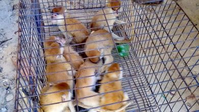 صورة ضبط مزرعتين مخالفتين وانقاذ 94 حيوانا بريا بطريق القاهرة الإسكندرية الصحراوي