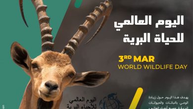 صورة مصر تشارك العالم الاحتفال بالحياة البرية    