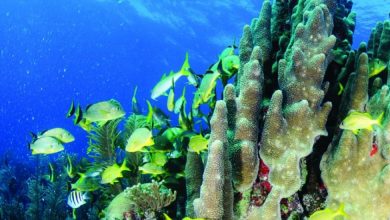 صورة صورة ومعلومة..” التنمية العشوائية والشعاب المرجانية”