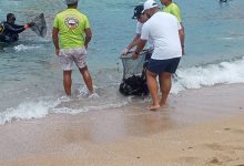 صورة حملة لتنظيف قاع البحر بشاطئ ستانلى بالإسكندرية