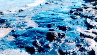 صورة تلوث شواطئ السويس ..والبيئة تدفع بلجنة عاجلة