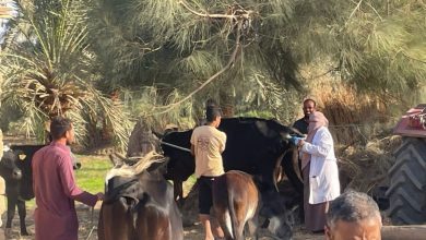 صورة جامعة القاهرة تطلق قافلة تنموية شاملة إلى مركز الواحات البحرية