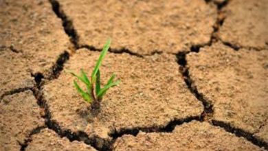 صورة جهود “التعليم العالي” فى “اليوم العالمي لمكافحة التصحر والجفاف”