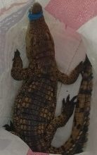 صورة تمساح “أبو تلات” يثير ذعر أهالي الإسكندرية