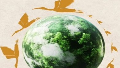 صورة تزامنا مع “اليوم العالمي للطيور المهاجرة”..إزالة 18 ألف متر من الشباك المخالفة