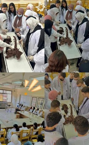 تدريب طلاب العلاج الطبيعي بجامعة القاهرة الأهلية