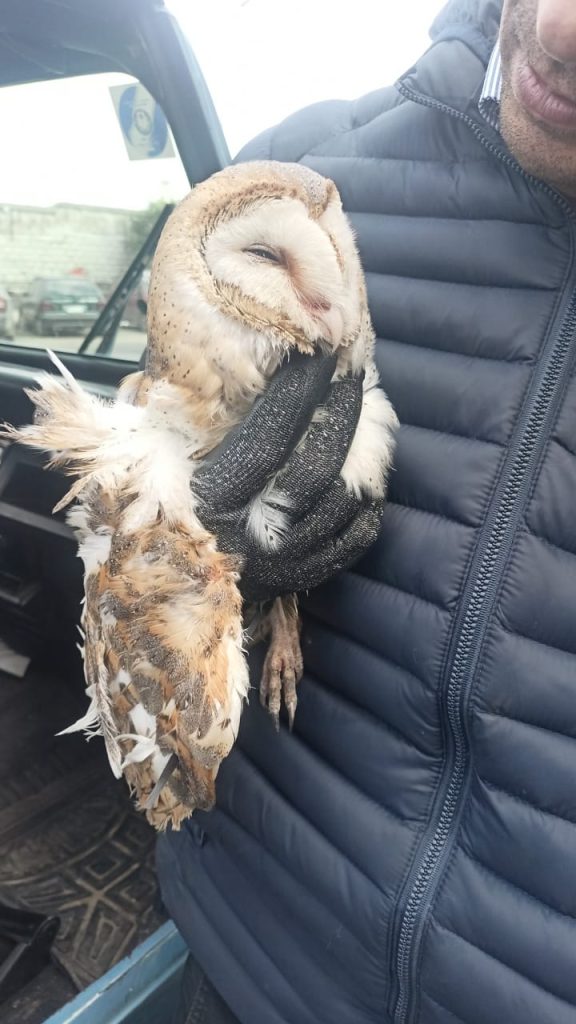 إنقاذ بومة عالقة بعقار سكنى فى الإسكندرية