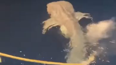 صورة ضبط صيادين متورطين في صيد القرش الحوتي النادر