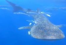 صورة ضبط الصيادين المتورطين في صيد “القرش الحوتي” النادر