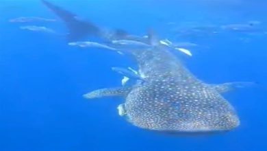 صورة ضبط الصيادين المتورطين في صيد “القرش الحوتي” النادر