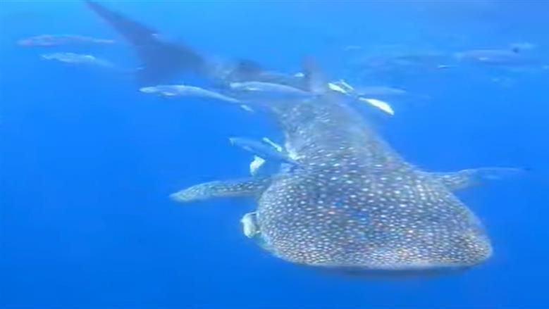 القرش الحوتي