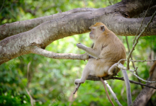 صورة اكتشاف عالمي لجامعة المنصورة يعيد كتابة تاريخ القردة العليا