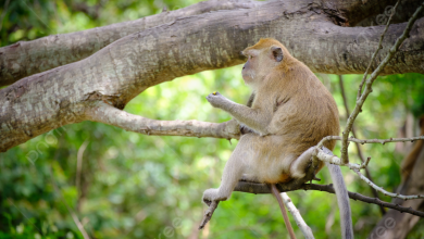صورة اكتشاف عالمي لجامعة المنصورة يعيد كتابة تاريخ القردة العليا
