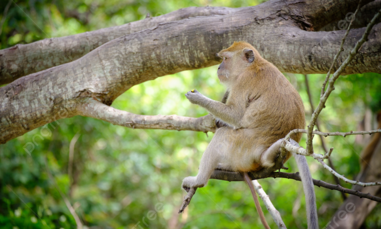 صورة ارشيفية للقرد