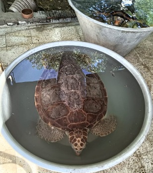 إنقاذ سلاحف (Caretta caretta) المهددة بالانقراض